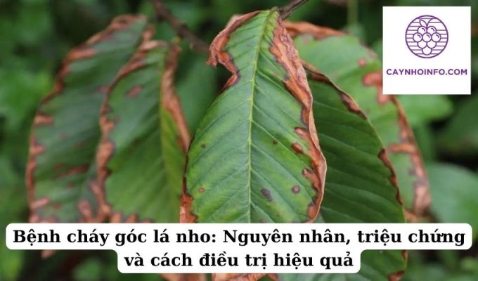 Bệnh cháy góc lá nho Nguyên nhân, triệu chứng và cách điều trị hiệu quả