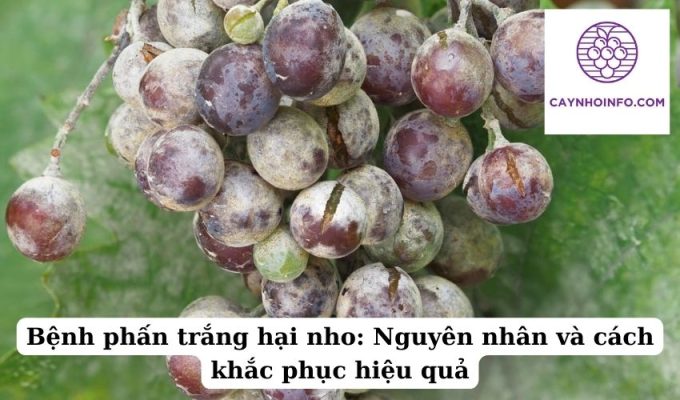 Bệnh phấn trắng hại nho Nguyên nhân và cách khắc phục hiệu quả