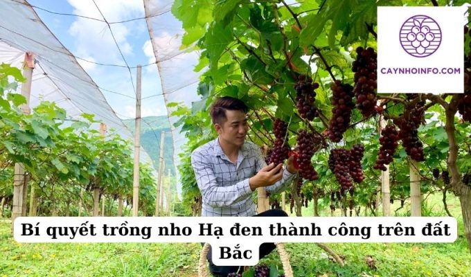 Bí quyết trồng nho Hạ đen thành công trên đất Bắc