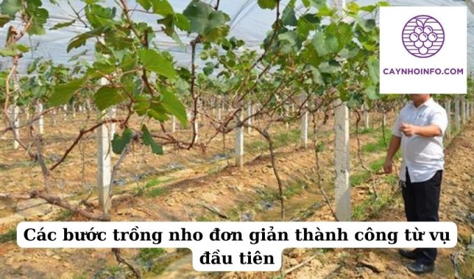 Các bước trồng nho đơn giản thành công từ vụ đầu tiên