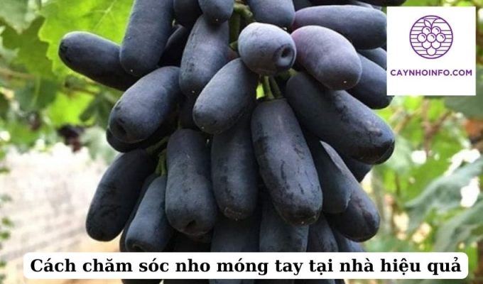 Cách chăm sóc nho móng tay tại nhà hiệu quả