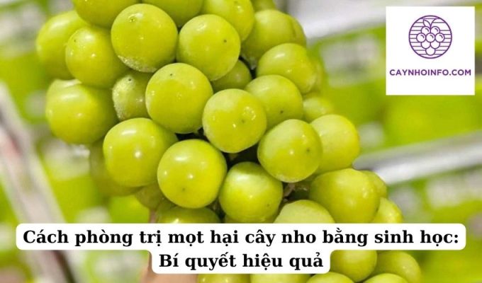 Cách phòng trị mọt hại cây nho bằng sinh học Bí quyết hiệu quả