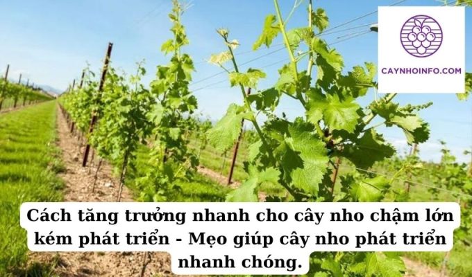 Cách tăng trưởng nhanh cho cây nho chậm lớn kém phát triển - Mẹo giúp cây nho phát triển nhanh chóng.