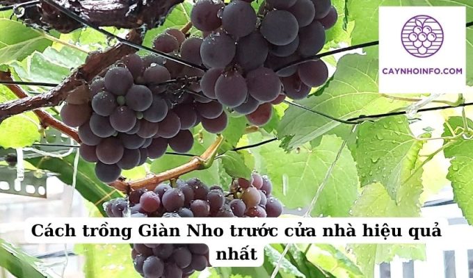 Cách trồng Giàn Nho trước cửa nhà hiệu quả nhất