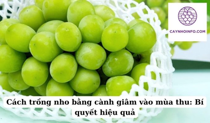 Cách trồng nho bằng cành giâm vào mùa thu Bí quyết hiệu quả