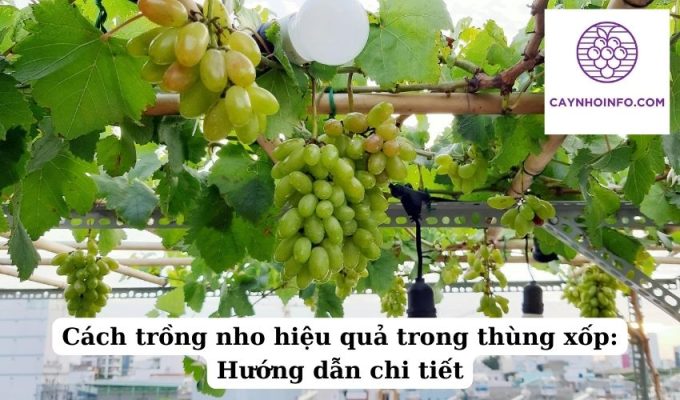 Cách trồng nho hiệu quả trong thùng xốp Hướng dẫn chi tiết