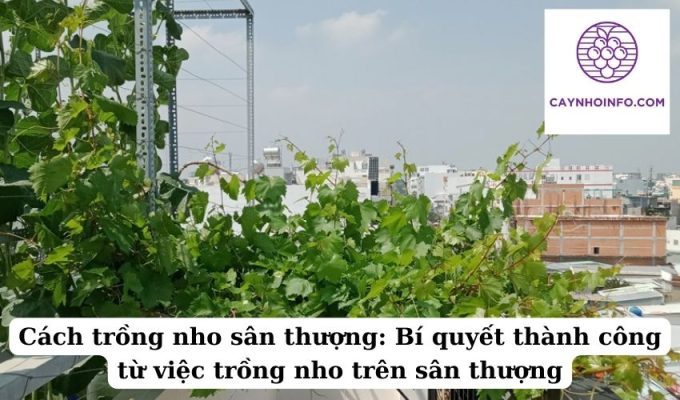 Cách trồng nho sân thượng Bí quyết thành công từ việc trồng nho trên sân thượng