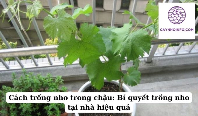 Cách trồng nho trong chậu Bí quyết trồng nho tại nhà hiệu quả