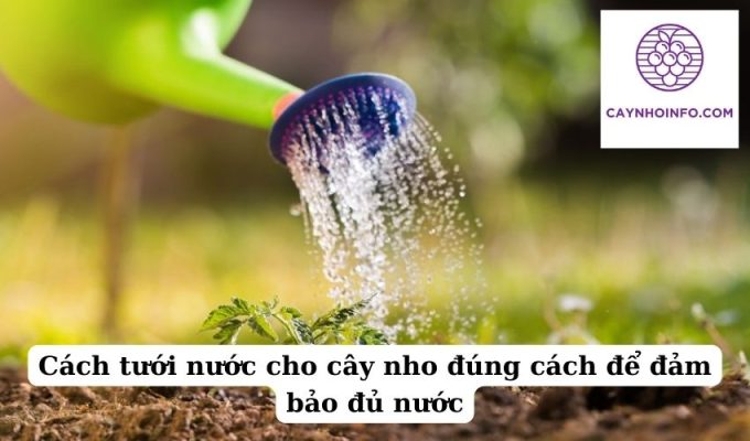 Cách tưới nước cho cây nho đúng cách để đảm bảo đủ nước