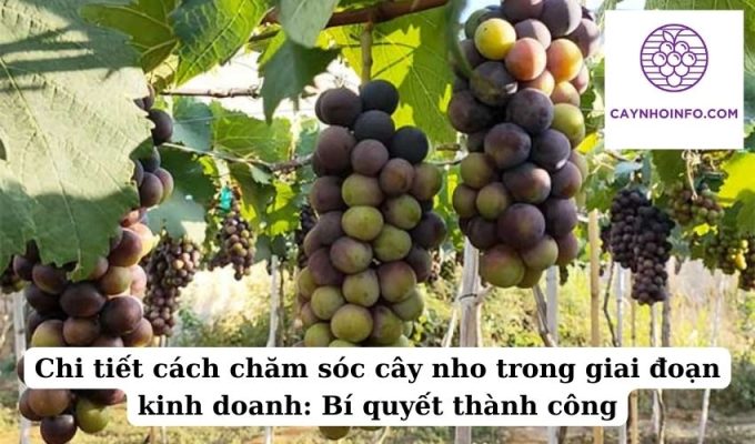 Chi tiết cách chăm sóc cây nho trong giai đoạn kinh doanh Bí quyết thành công