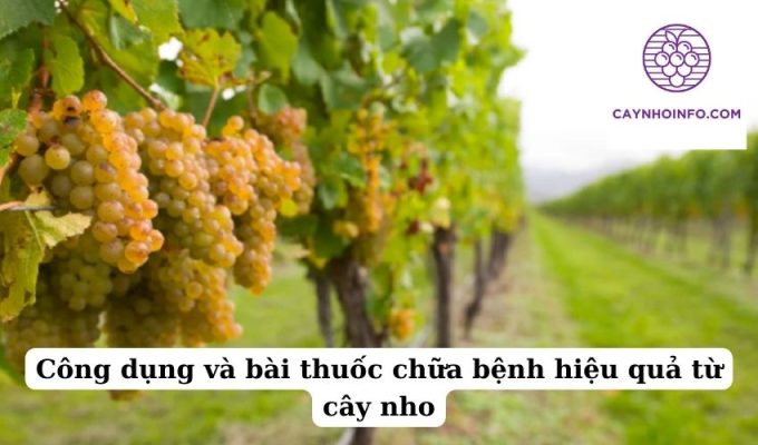 Công dụng và bài thuốc chữa bệnh hiệu quả từ cây nho