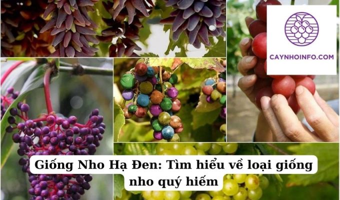 Giống Nho Hạ Đen Tìm hiểu về loại giống nho quý hiếm