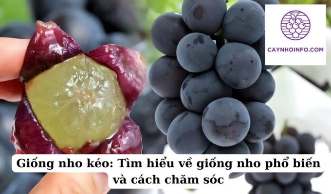 Giống nho kéo Tìm hiểu về giống nho phổ biến và cách chăm sóc