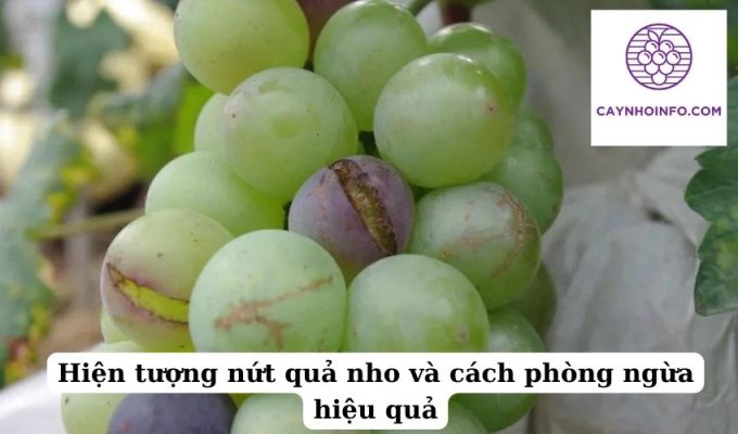 Hiện tượng nứt quả nho và cách phòng ngừa hiệu quả