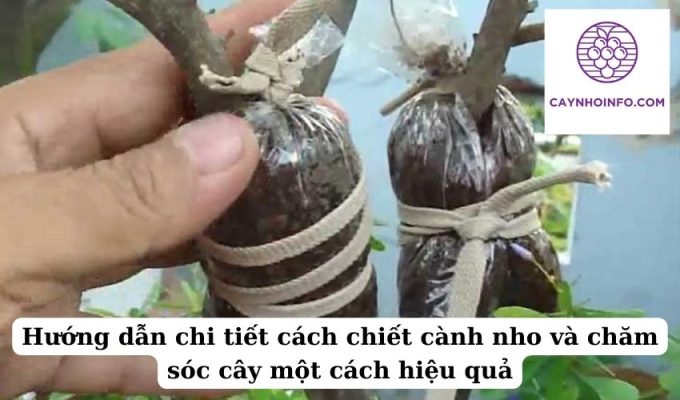 Hướng dẫn chi tiết cách chiết cành nho và chăm sóc cây một cách hiệu quả