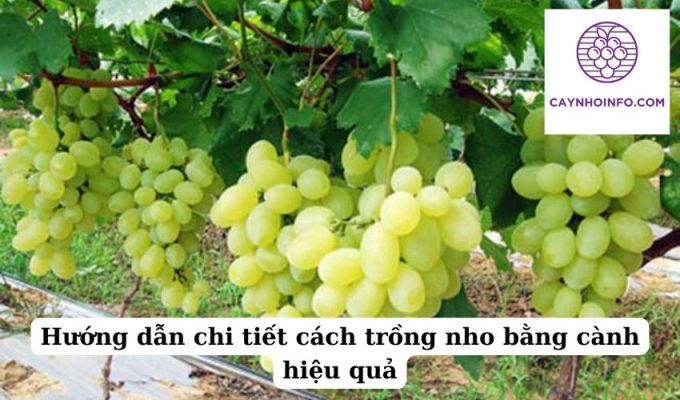 Hướng dẫn chi tiết cách trồng nho bằng cành hiệu quả