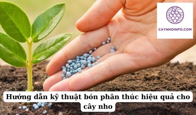 Hướng dẫn kỹ thuật bón phân thúc hiệu quả cho cây nho