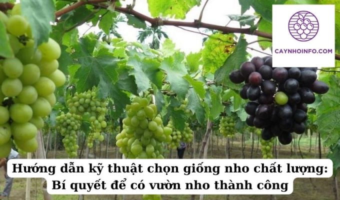 Hướng dẫn kỹ thuật chọn giống nho chất lượng: Bí quyết để có vườn nho thành công