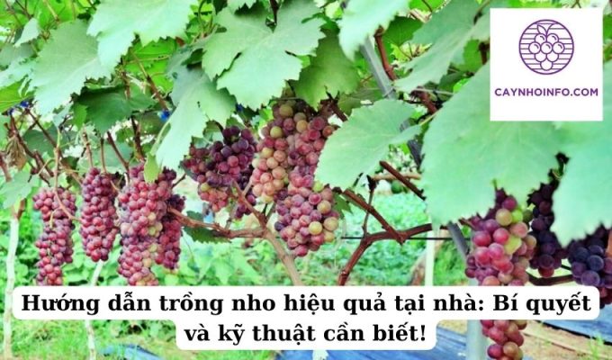 Hướng dẫn trồng nho hiệu quả tại nhà Bí quyết và kỹ thuật cần biết!