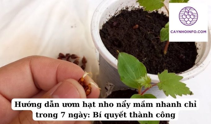 Hướng dẫn ươm hạt nho nẩy mầm nhanh chỉ trong 7 ngày Bí quyết thành công