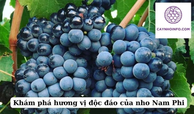 Khám phá hương vị độc đáo của nho Nam Phi