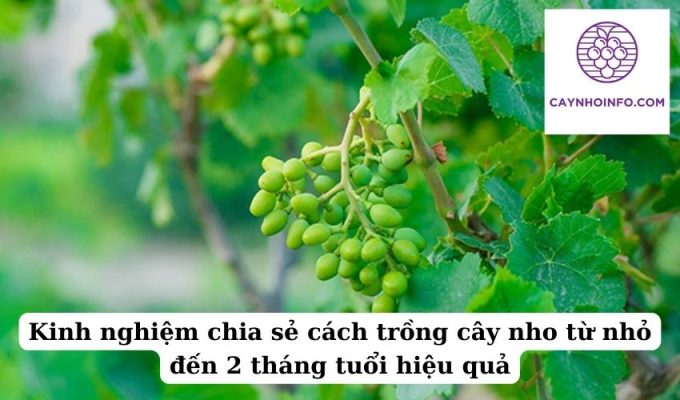 Kinh nghiệm chia sẻ cách trồng cây nho từ nhỏ đến 2 tháng tuổi hiệu quả