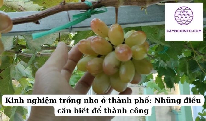 Kinh nghiệm trồng nho ở thành phố Những điều cần biết để thành công