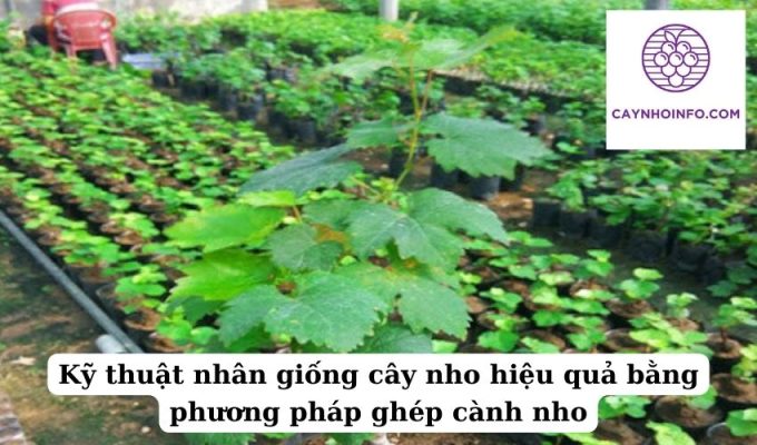 Kỹ thuật nhân giống cây nho hiệu quả bằng phương pháp ghép cành nho