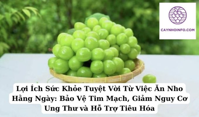 Lợi Ích Sức Khỏe Tuyệt Vời Từ Việc Ăn Nho Hằng Ngày Bảo Vệ Tim Mạch, Giảm Nguy Cơ Ung Thư và Hỗ Trợ Tiêu Hóa