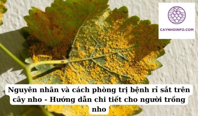 Nguyên nhân và cách phòng trị bệnh rỉ sắt trên cây nho - Hướng dẫn chi tiết cho người trồng nho