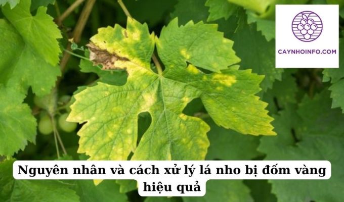 Nguyên nhân và cách xử lý lá nho bị đốm vàng hiệu quả