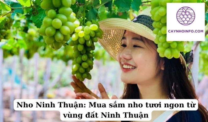 Nho Ninh Thuận Mua sắm nho tươi ngon từ vùng đất Ninh Thuận