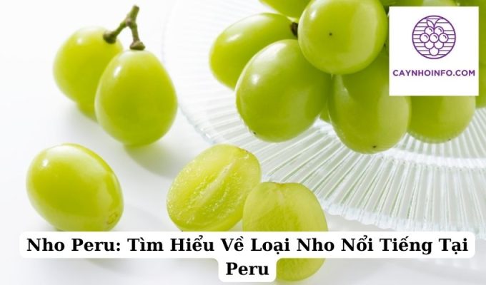 Nho Peru Tìm Hiểu Về Loại Nho Nổi Tiếng Tại Peru