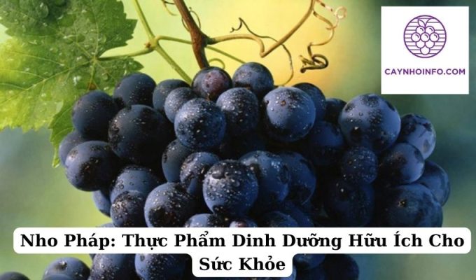 Nho Pháp Thực Phẩm Dinh Dưỡng Hữu Ích Cho Sức Khỏe