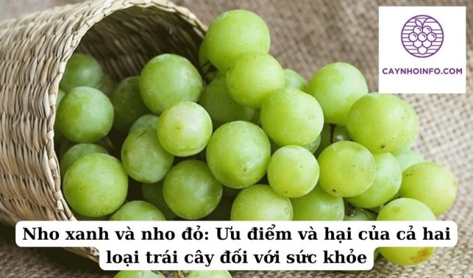 Nho xanh và nho đỏ Ưu điểm và hại của cả hai loại trái cây đối với sức khỏe