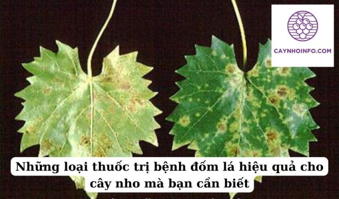 Những loại thuốc trị bệnh đốm lá hiệu quả cho cây nho mà bạn cần biết