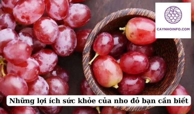 Những lợi ích sức khỏe của nho đỏ bạn cần biết