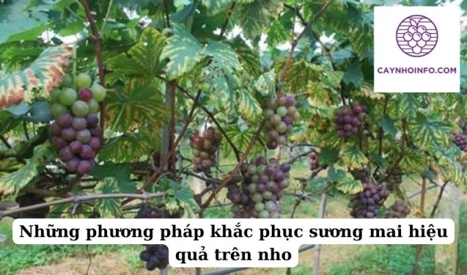 Những phương pháp khắc phục sương mai hiệu quả trên nho