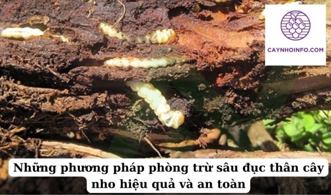 Những phương pháp phòng trừ sâu đục thân cây nho hiệu quả và an toàn