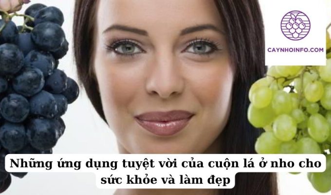 Những ứng dụng tuyệt vời của cuộn lá ở nho cho sức khỏe và làm đẹp