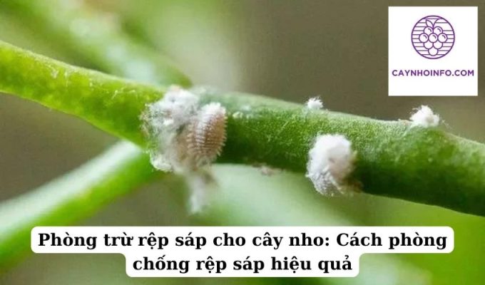 Phòng trừ rệp sáp cho cây nho Cách phòng chống rệp sáp hiệu quả