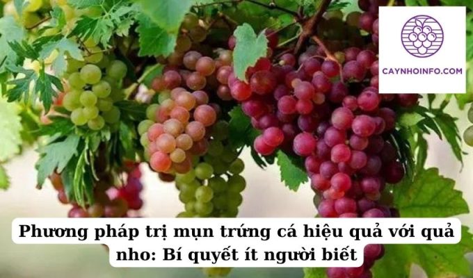 Phương pháp trị mụn trứng cá hiệu quả với quả nho Bí quyết ít người biết