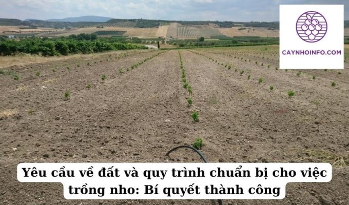 Yêu cầu về đất và quy trình chuẩn bị cho việc trồng nho Bí quyết thành công